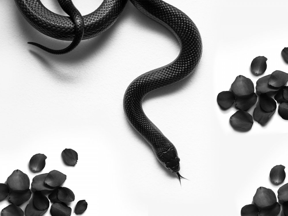Schwarze Schlangenrosen von David Drake