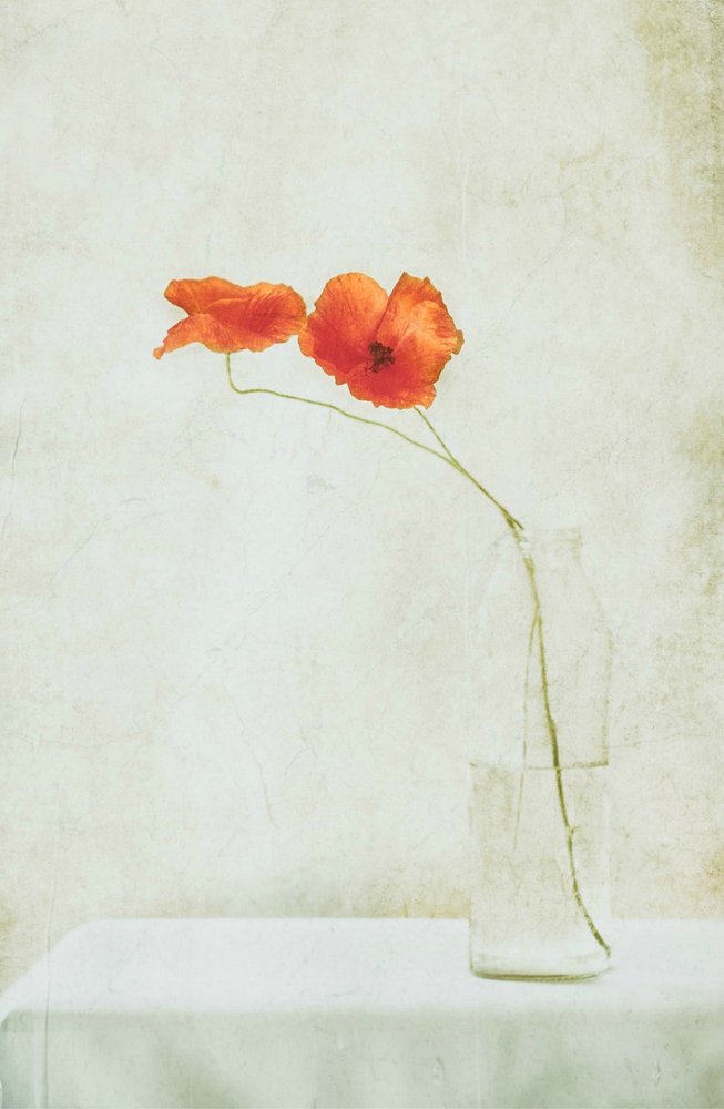 Zarte Mohnblumen in Vase von Delphine Devos