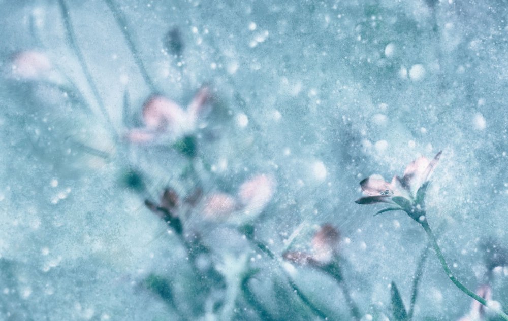 Träumende blaue Blumen von Delphine Devos