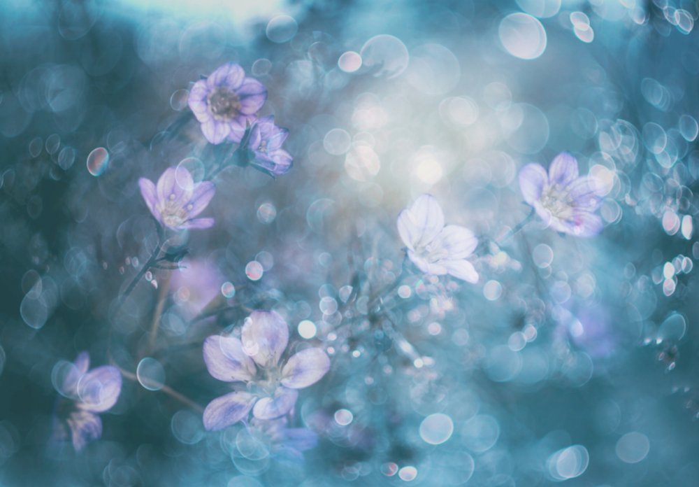 Träumerische Bokeh-Blumen von Delphine Devos