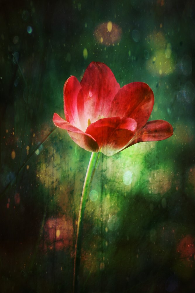 Leuchtende Rote Tulpe von Delphine Devos