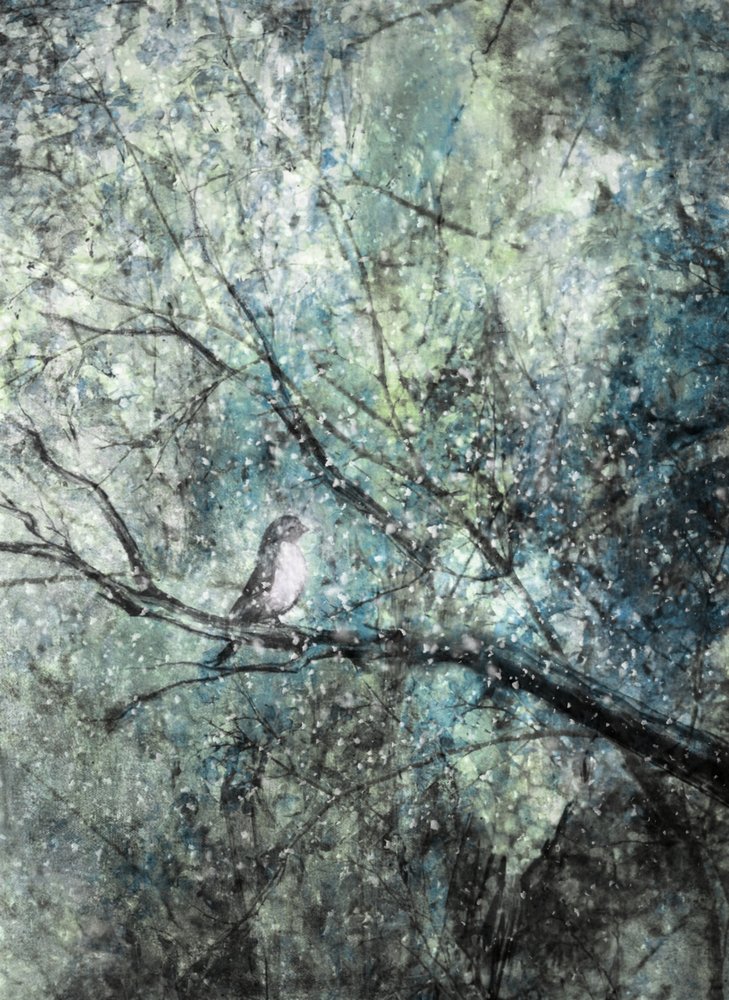 Gelassener Wintervogel von Delphine Devos