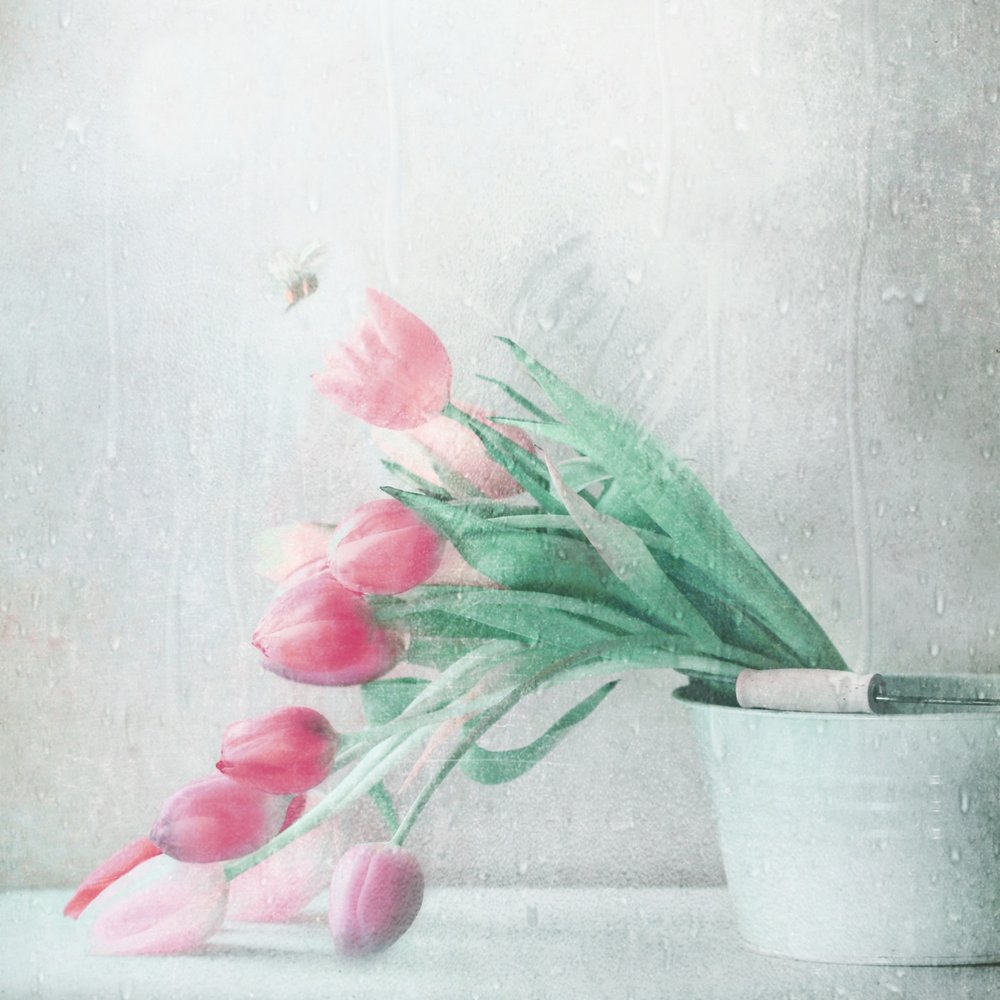 Weiche rosa Tulpen Regen von Delphine Devos