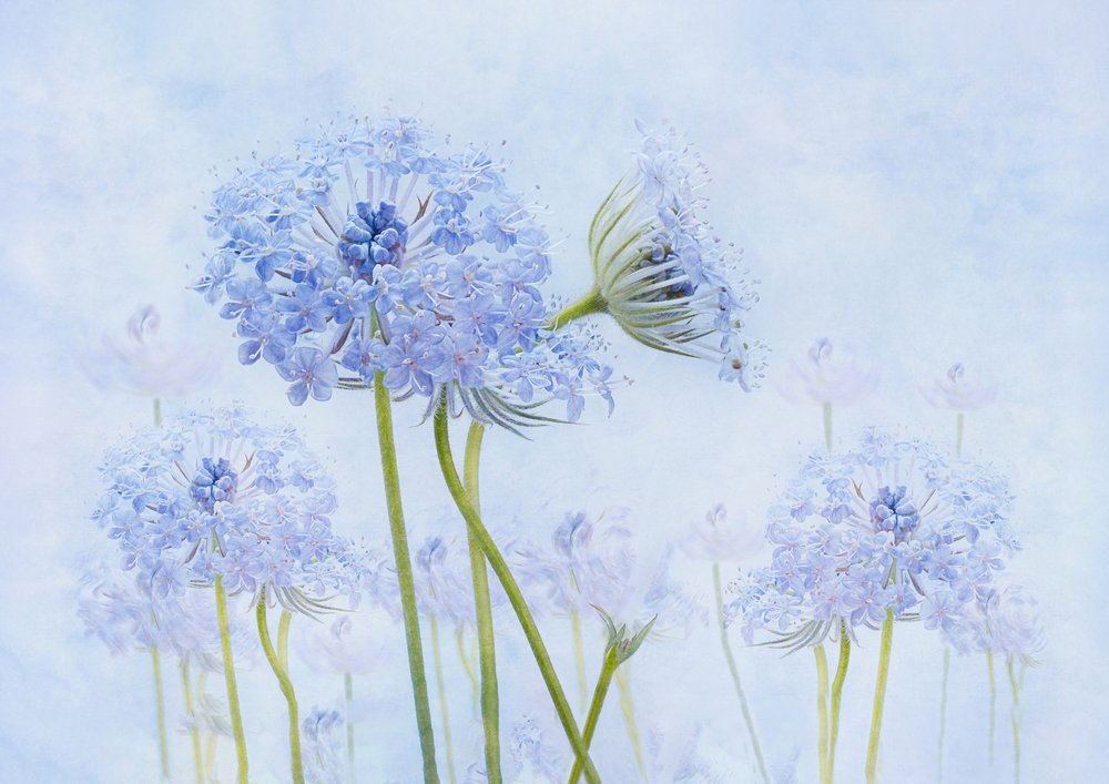 Ätherische Blaue Blumen von Denis O Reilly
