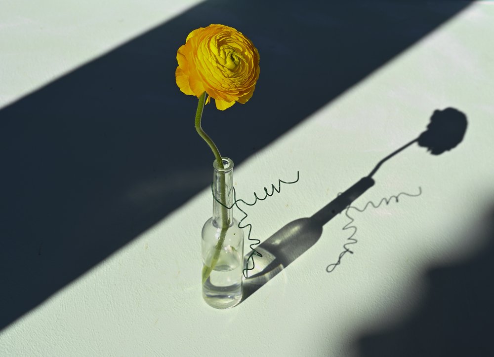 Sonnenbeschienener Ranunkel-Schatten von Donatella Basso