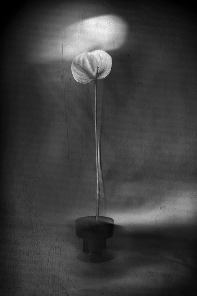 Anmutige Lichtblüte von Elena Arjona