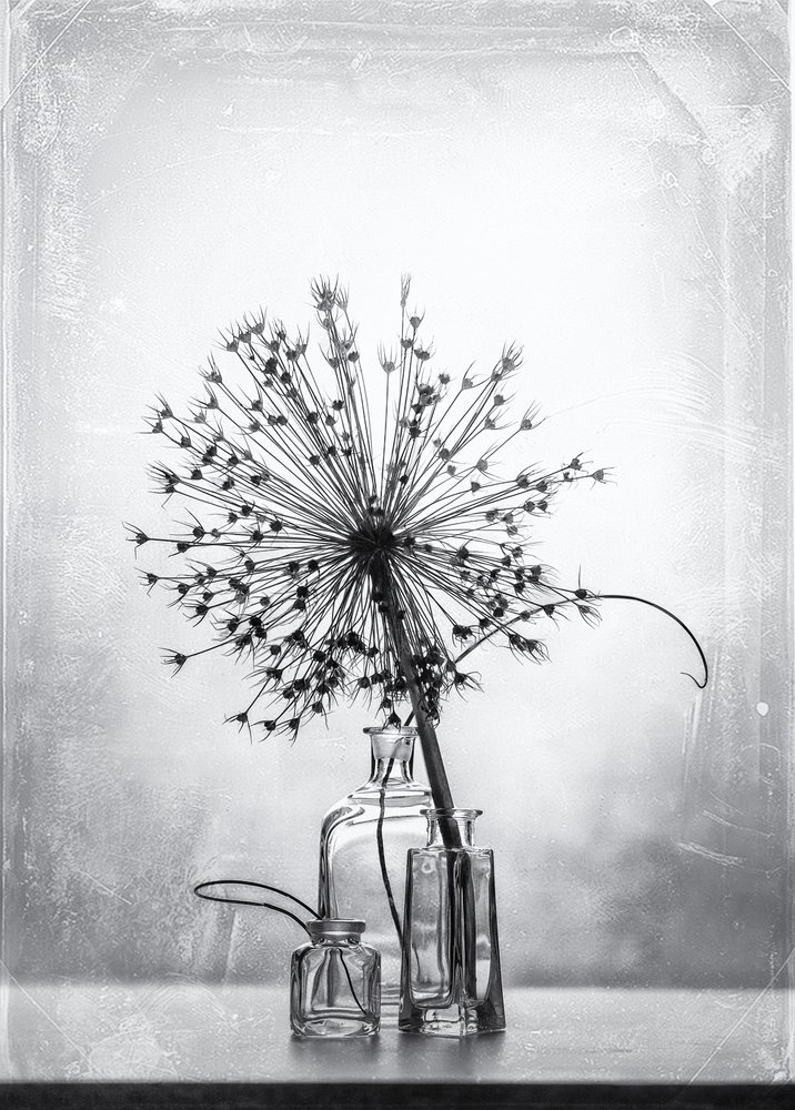 Monochrome botanische Studie von Eleonora Grigorjeva