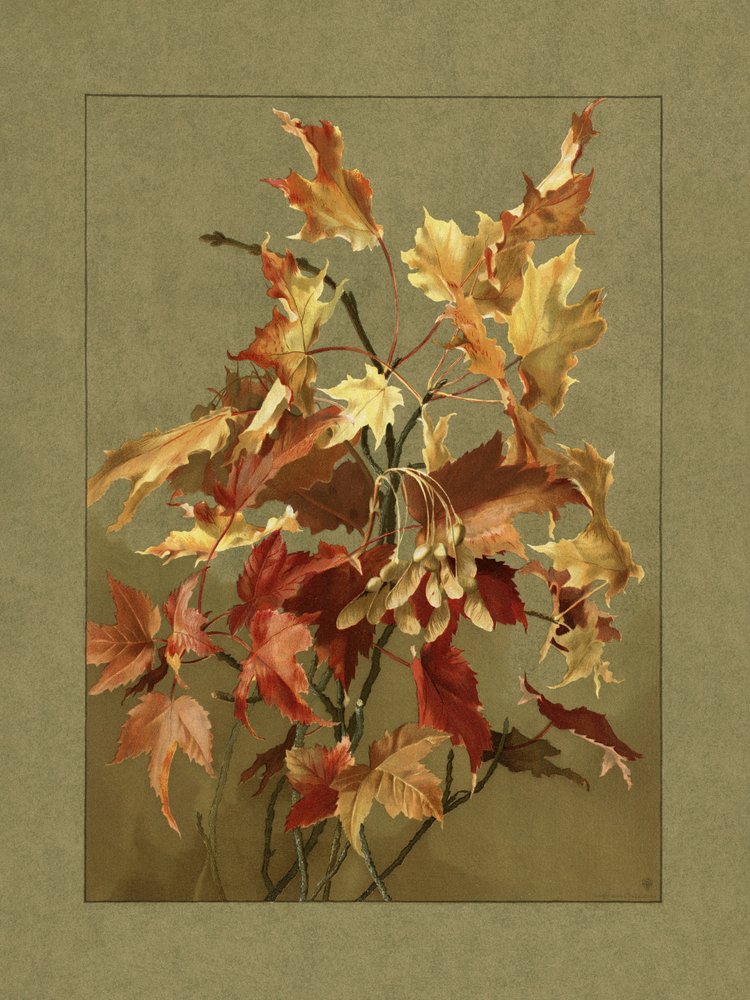 Herbstblätter, Ahorn von Ellen Thayer Fisher
