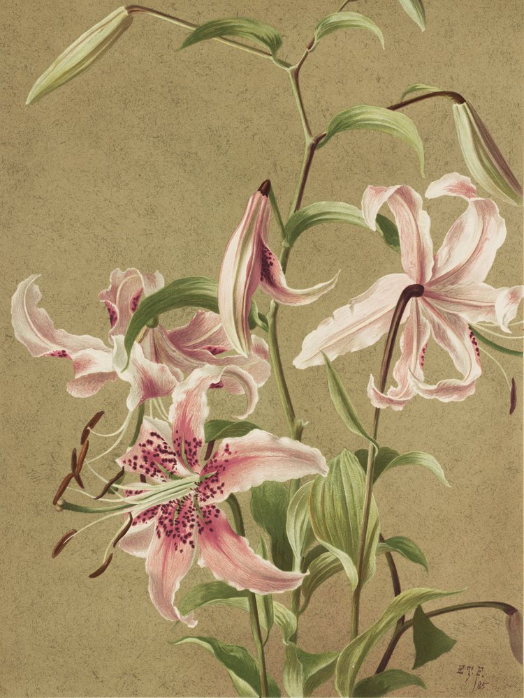 Japanische Lilie von Ellen Thayer Fisher von Ellen Thayer Fisher