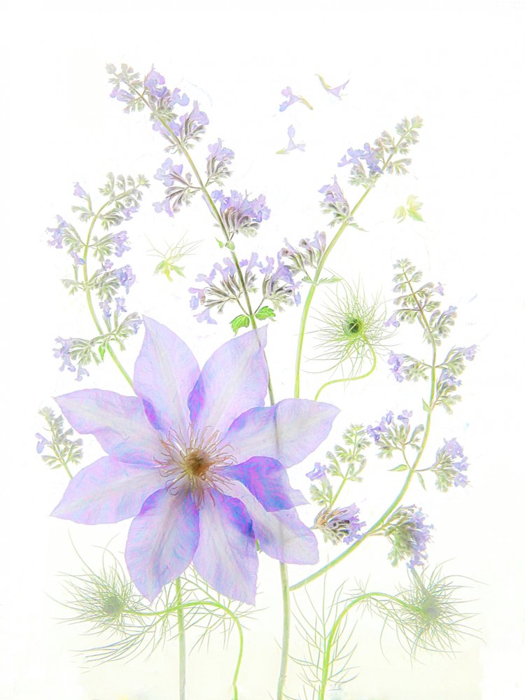 Zarte Lavendelblüten von Fangping Zhou