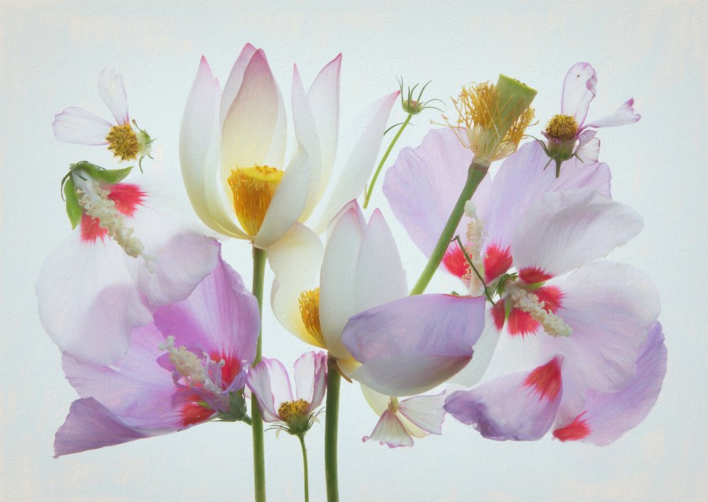 Ätherische Blumenkomposition von Fangping Zhou