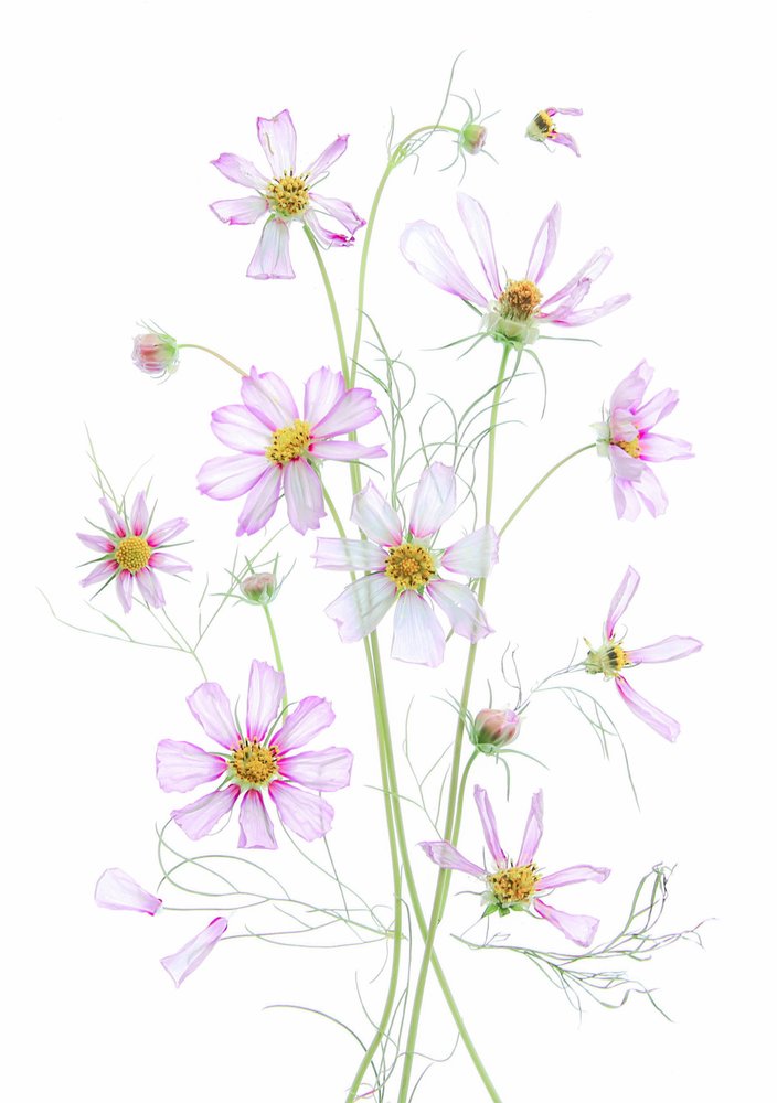 Ätherische Rosa Kosmos von Fangping Zhou