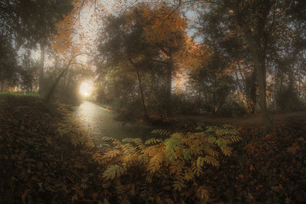 Goldener Waldweg von Francois Casanova