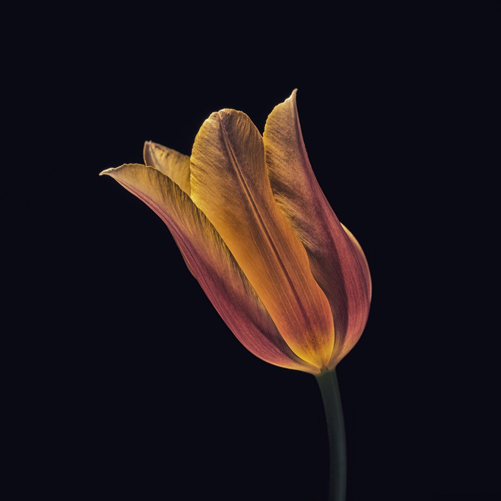 Leuchtende Orange Tulpe von Frank Ulrich Gandenberger