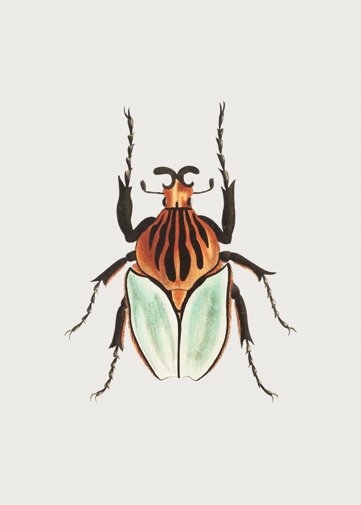 Kakique-Käfer von George Shaw