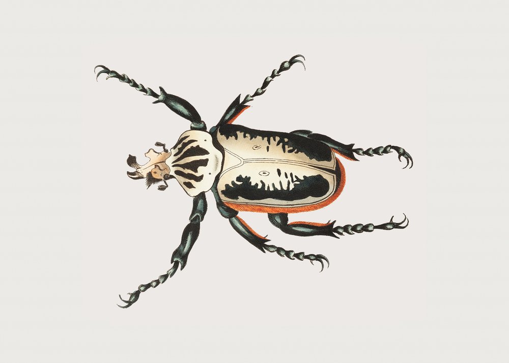 Goliathkäfer von George Shaw