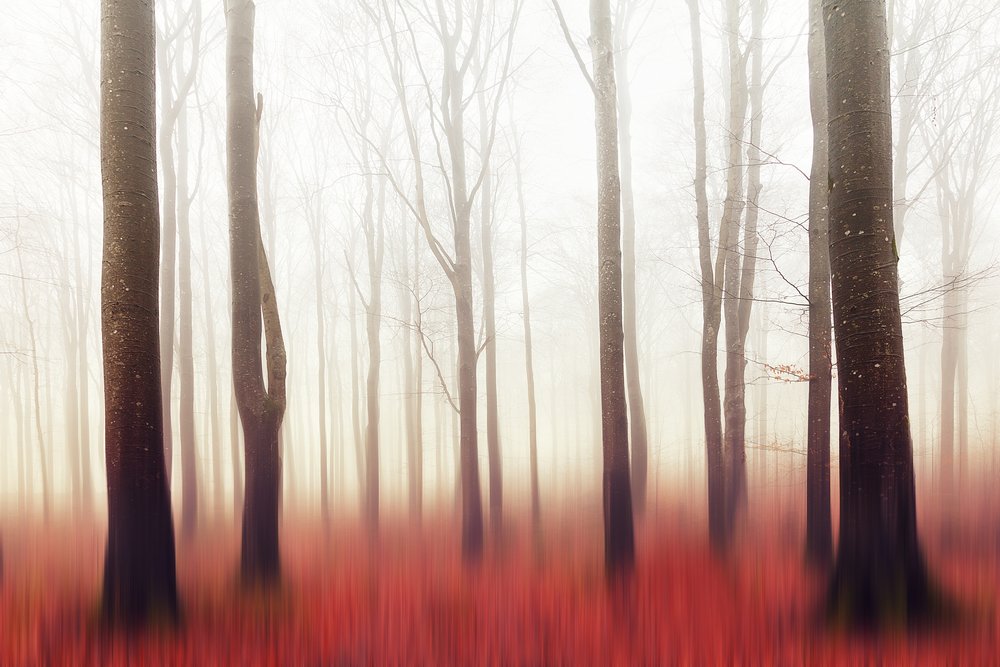 Träumender Roter Wald von Gustav Davidsson