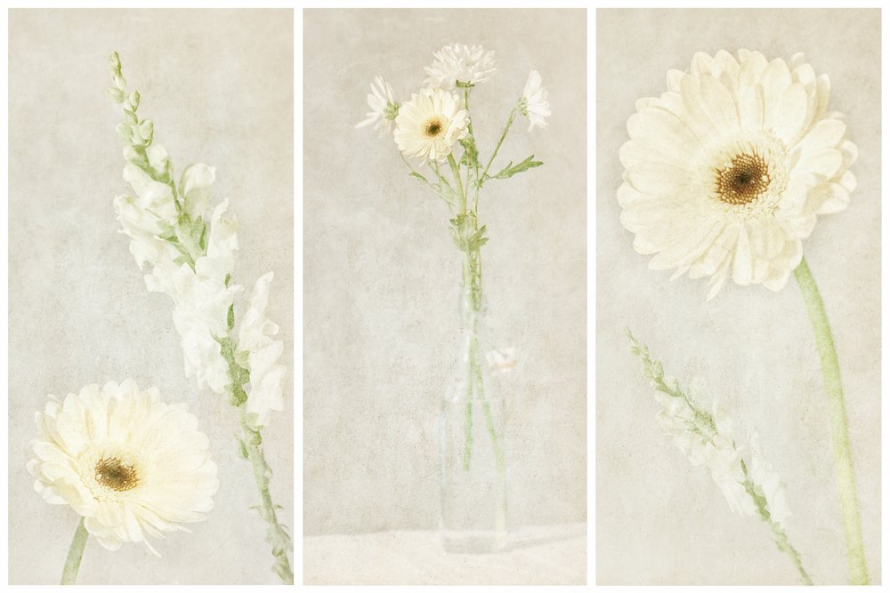Weiche weiße Blüten von Gustav Davidsson