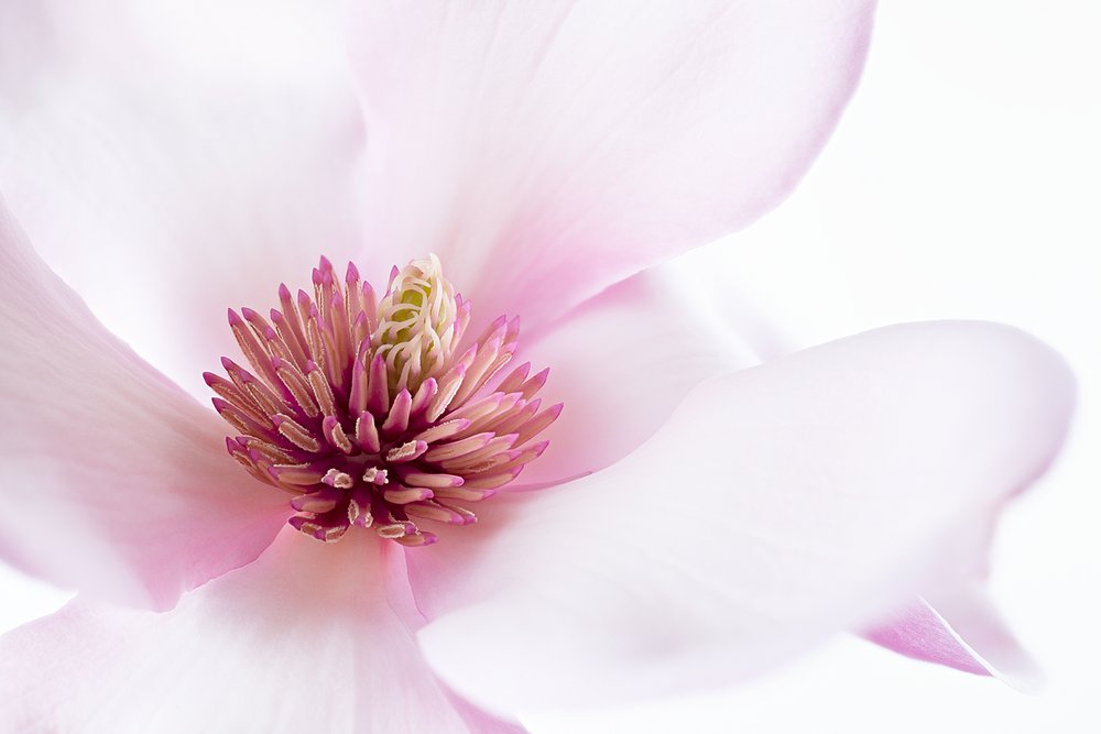 Weiche rosa Magnolie von Inna Karpova