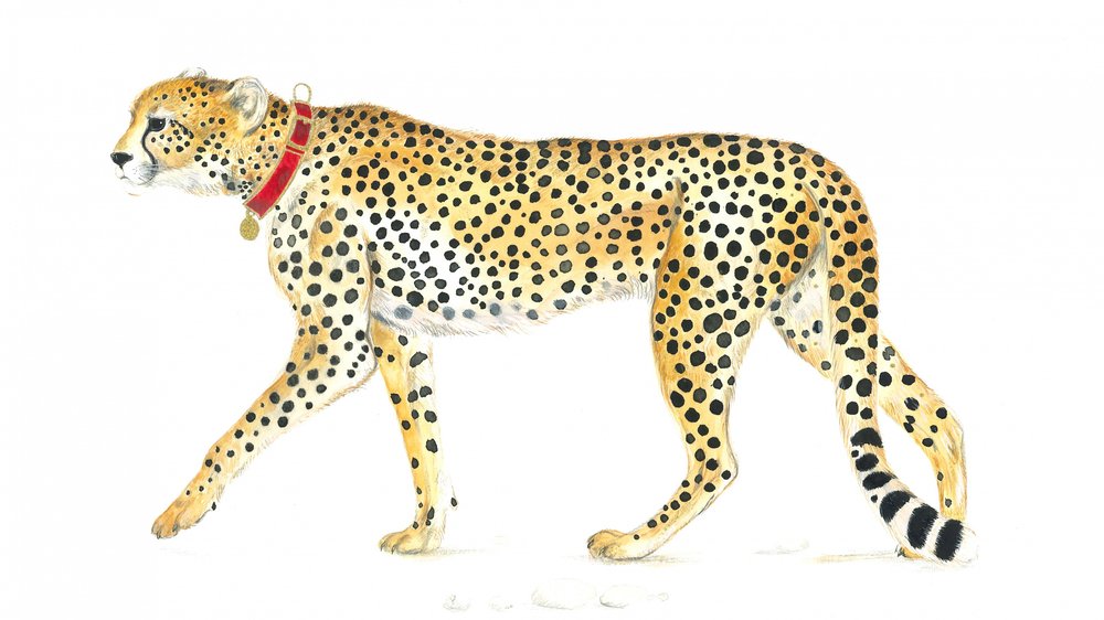 Anmutiger Spaziergang eines Geparden von Isabelle Brent
