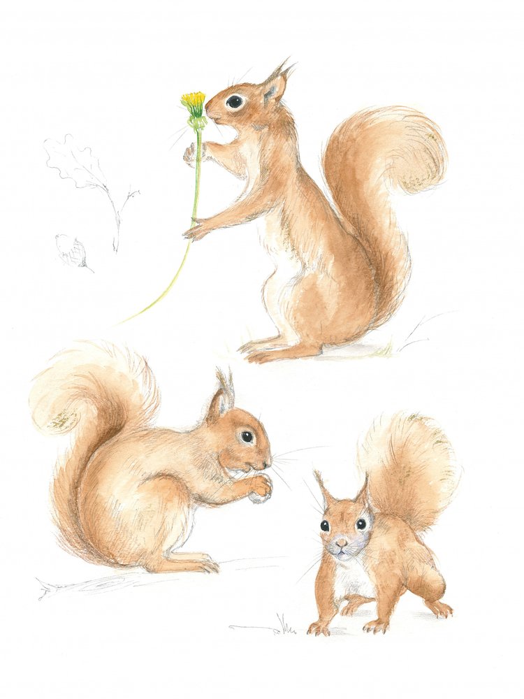 Verspielte Eichhörnchen von Isabelle Brent