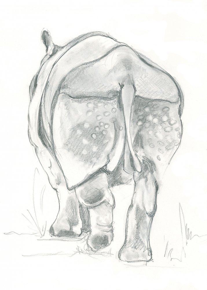Der sanfte Schritt des Nashorns von Isabelle Brent