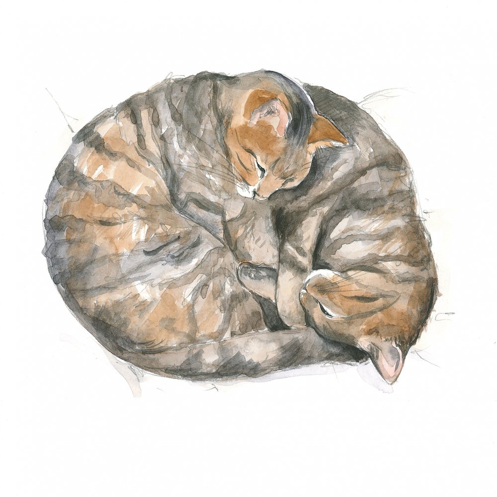 Runde Katzen von Isabelle Brent