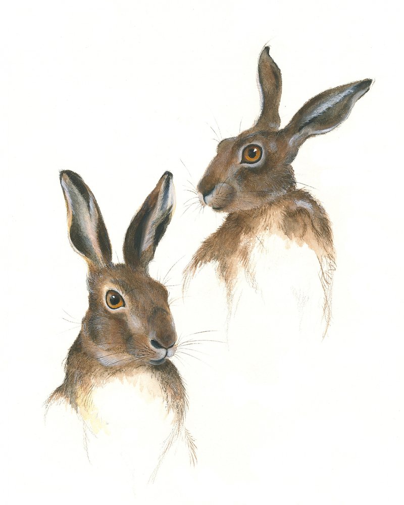 Studie zweier Hasen von Isabelle Brent