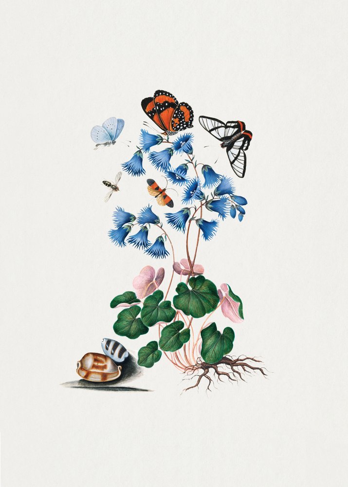 Soldanella von James Bolton