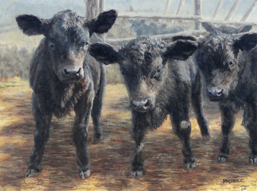 Neugierige schwarze Kälber von Jan Clizer