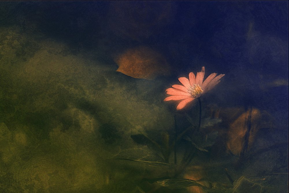 Träumerische rosa Blume von Jan van der Linden