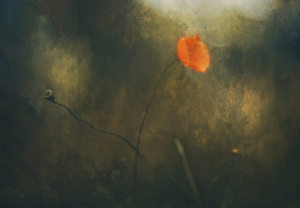 Träumerischer roter Mohn von Jan van der Linden
