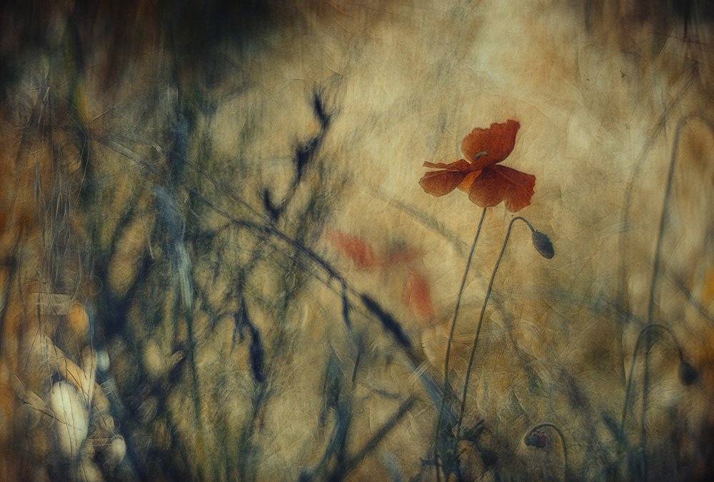 Träumerischer roter Mohn von Jan van der Linden