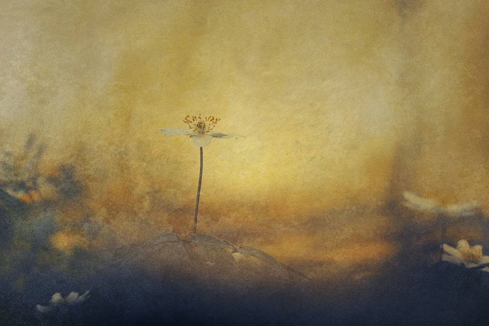 Goldene Traumblume von Jan van der Linden