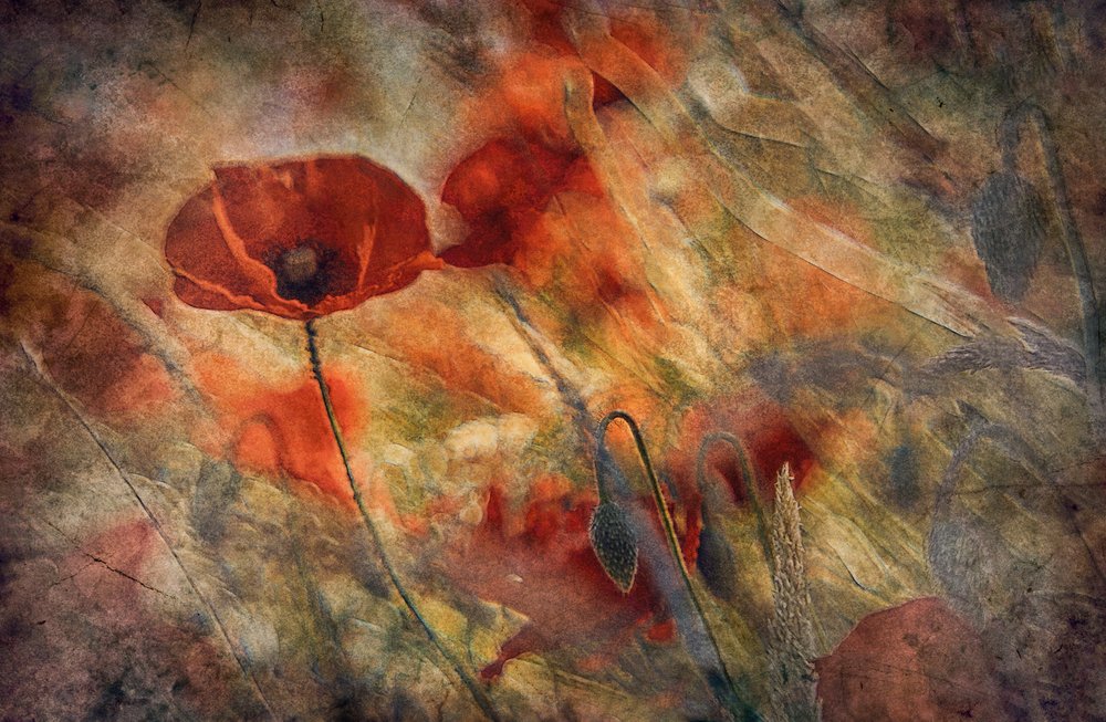 Vintage rote Mohnblumen von Jan van der Linden