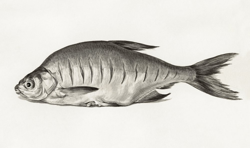 Fisch von Jean Bernard