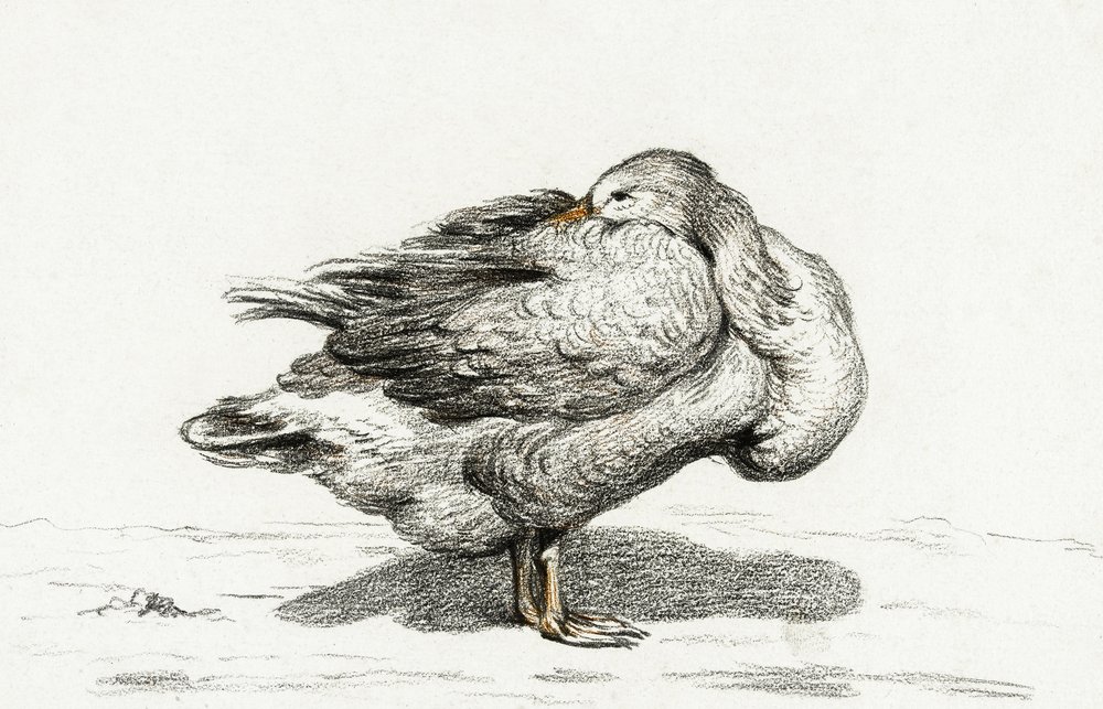 Gans von Jean Bernard