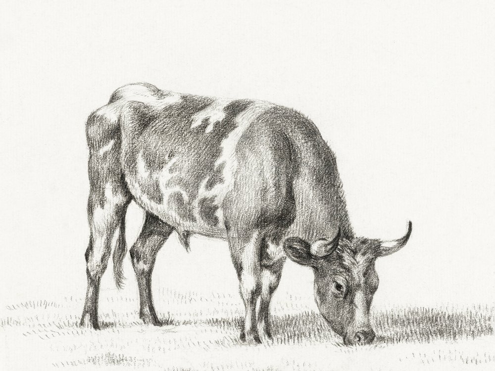 Weidender Bulle von Jean Bernard