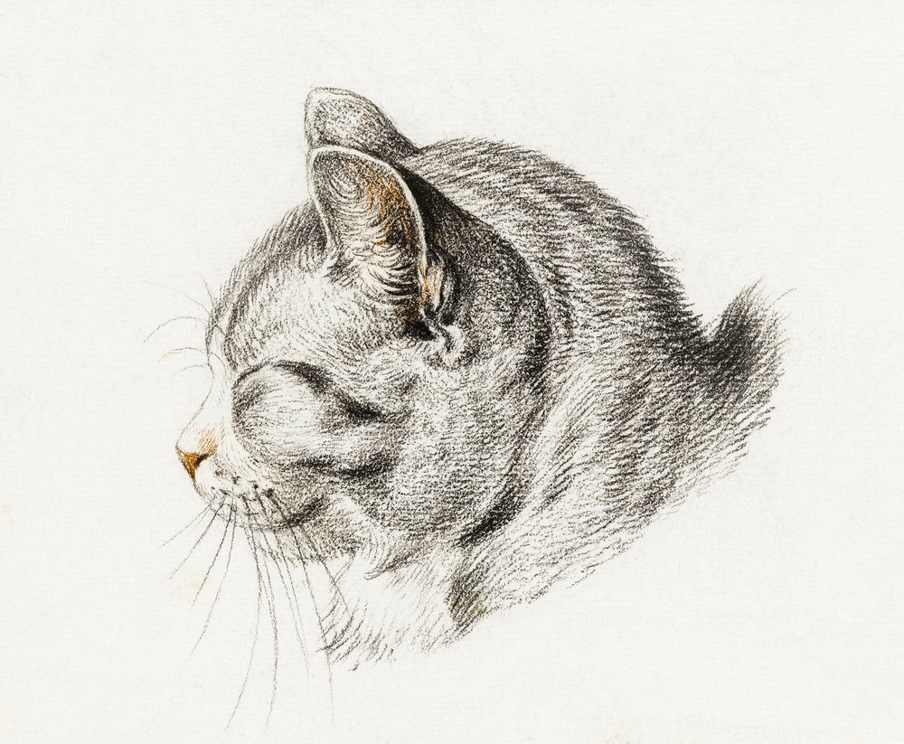 Skizze einer Katze (1813) von Jean Bernard