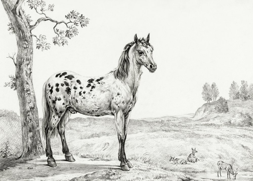 Stehendes geschecktes Pferd von Jean Bernard