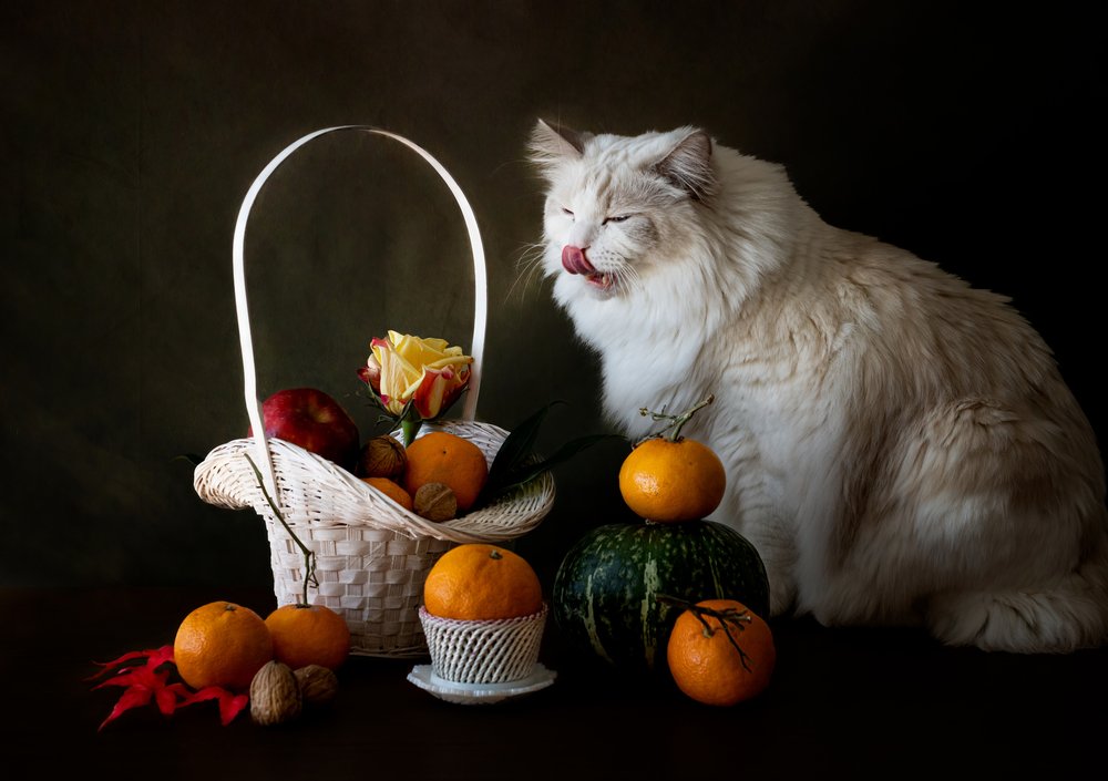 Herbstfrüchte Stillleben mit Katze von Jie Fischer