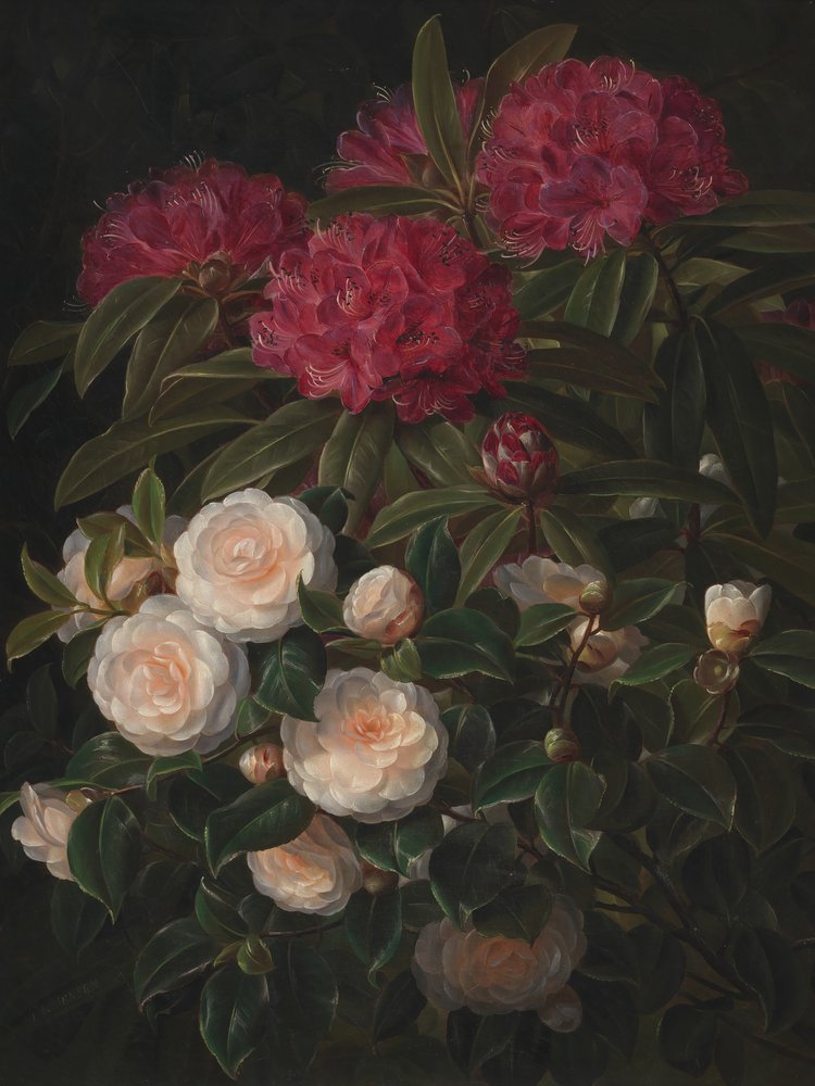 Kamelien und Rhododendren von Johan Laurentz Jensen von Johan Laurentz Jensen