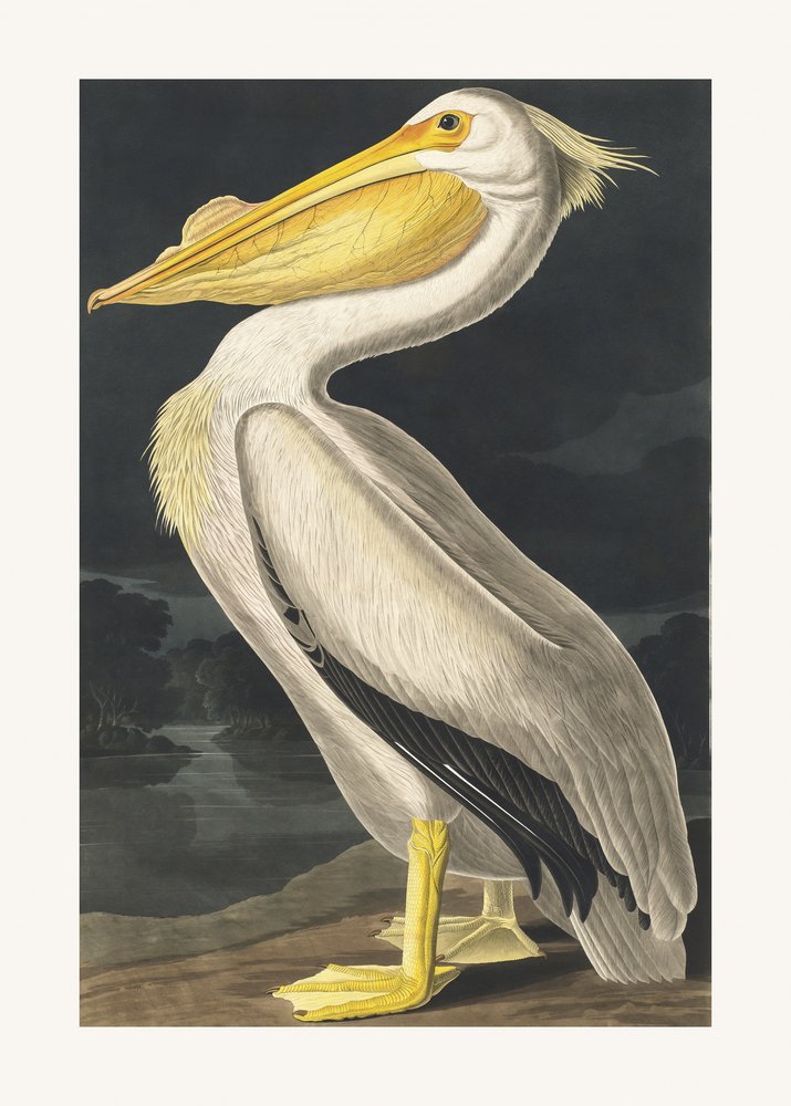 Amerikanischer Weißpelikan aus Birds of America (1827) von John James Audubon