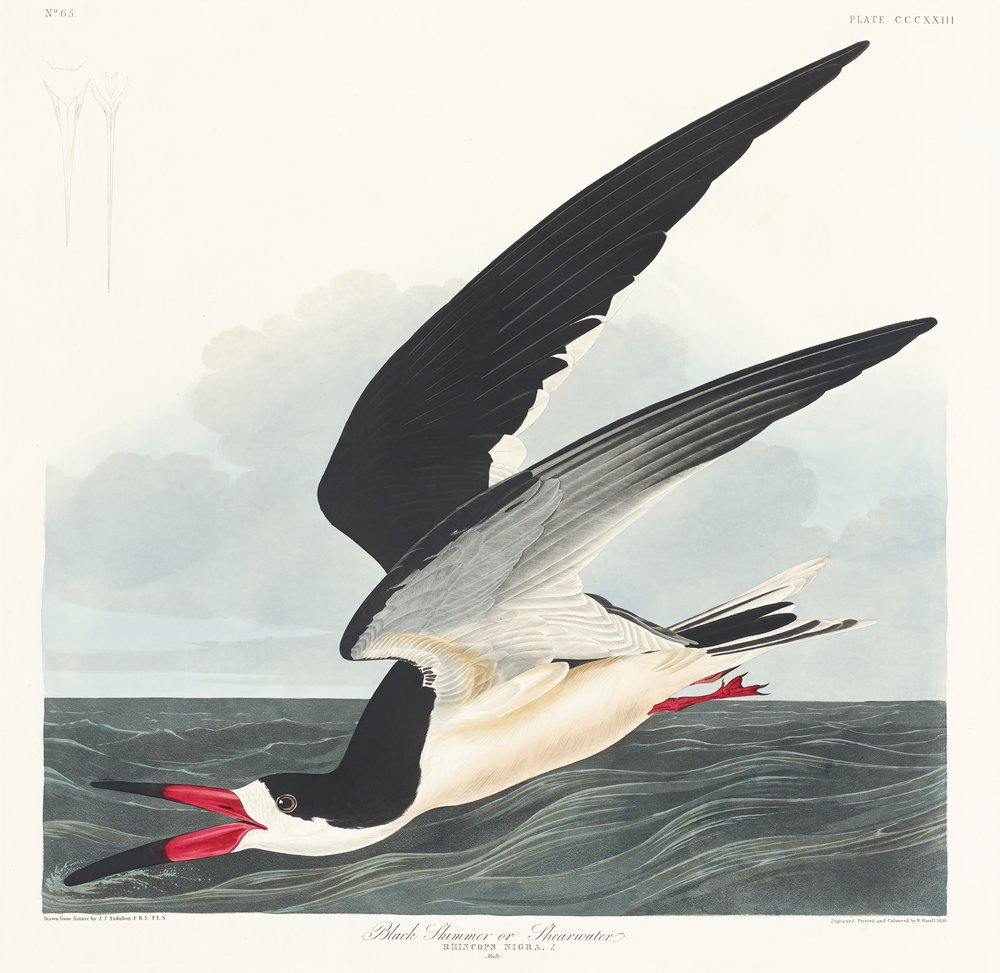 Schwarzschnabel aus Birds of America (1827) von John James Audubon