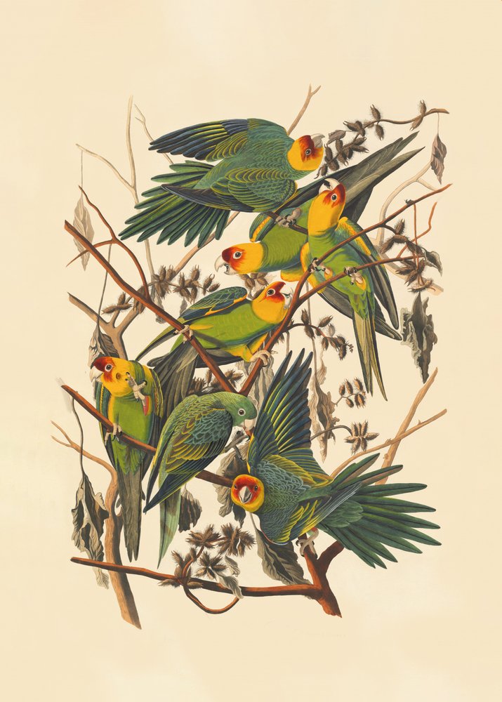 Karolinapapagei von John James Audubon