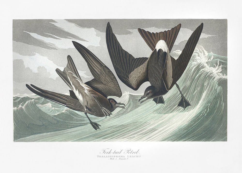 Gabelschwanz-Sturmtaucher aus Birds of America (1827) von John James Audubon