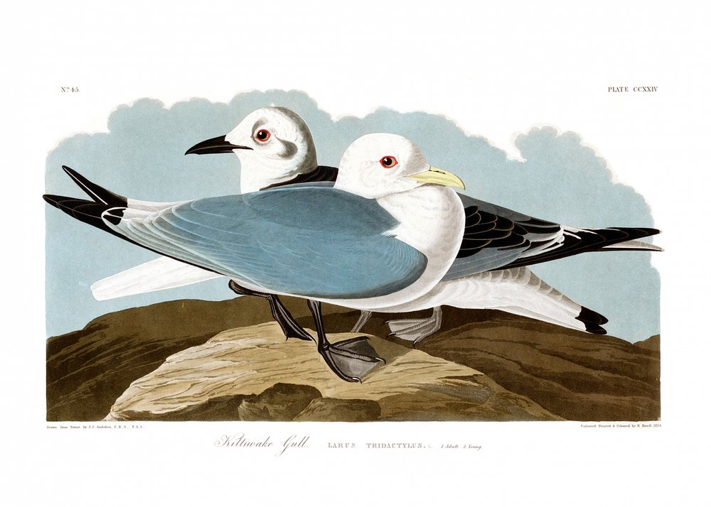 Dreizehenmöwe von John James Audubon