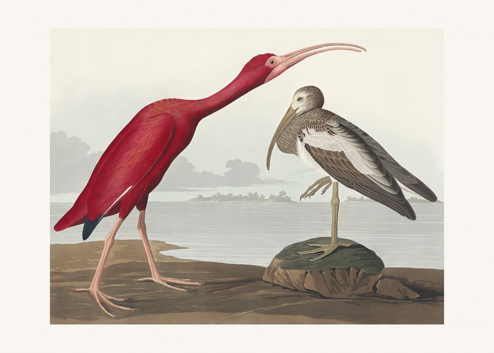 Scharlachsichler aus Birds of America (1827) von John James Audubon