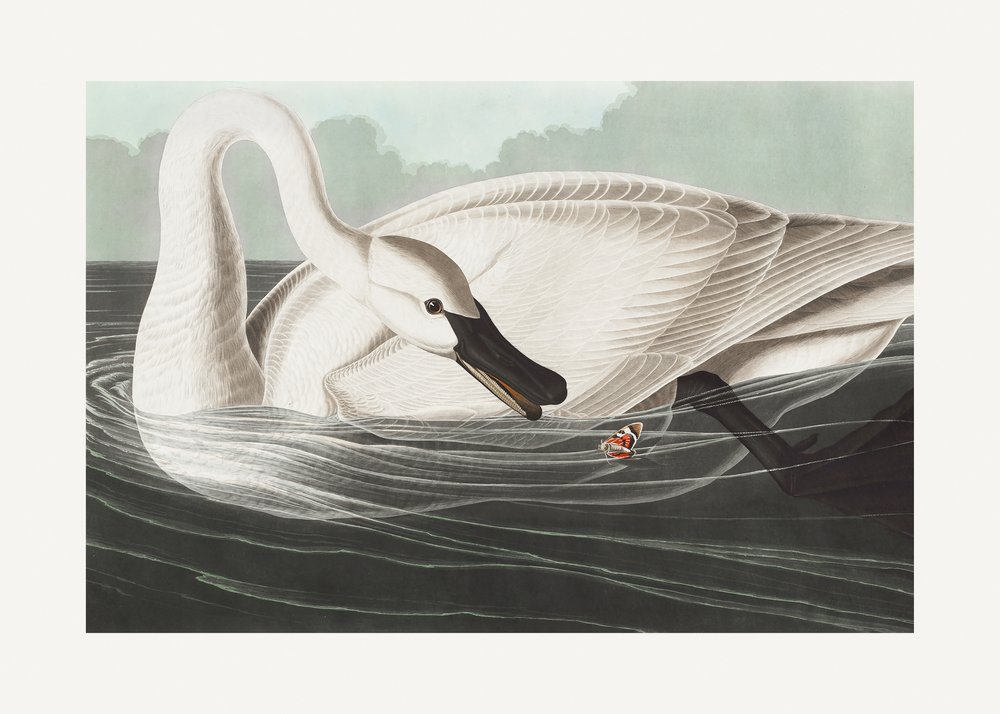 Trompeterschwan aus Birds of America (1827) von John James Audubon