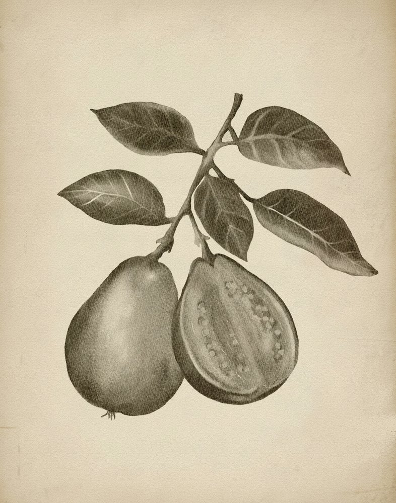 Guave Botanische Studie von Josie George